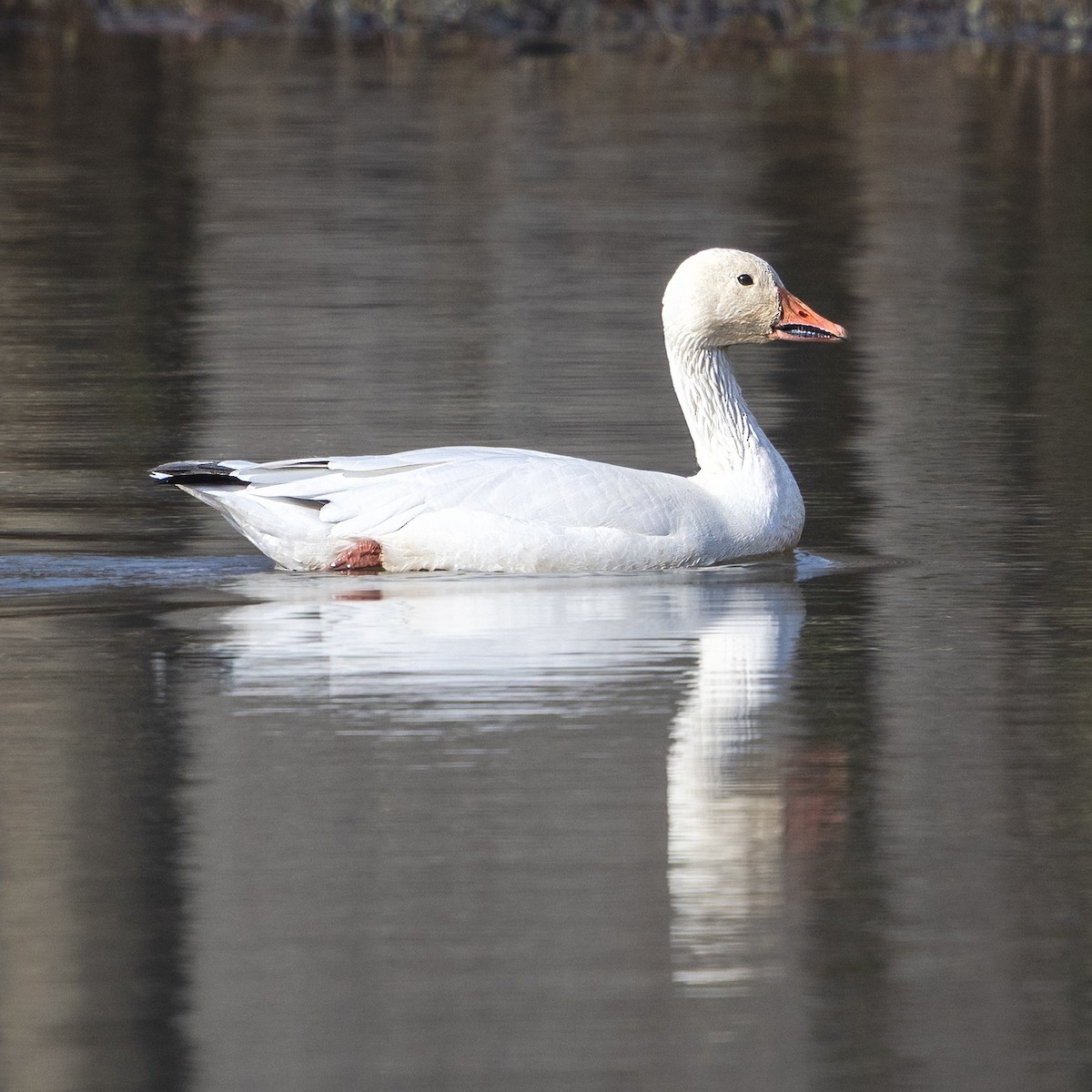 ハクガン - ML646674107