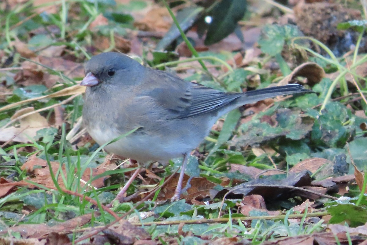 Dark-eyed Junco (Slate-colored) - ML646674108
