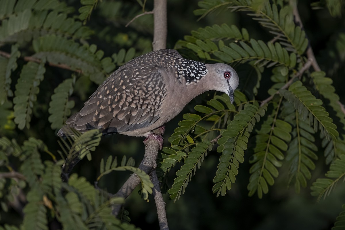 Spotted Dove - ML646674109