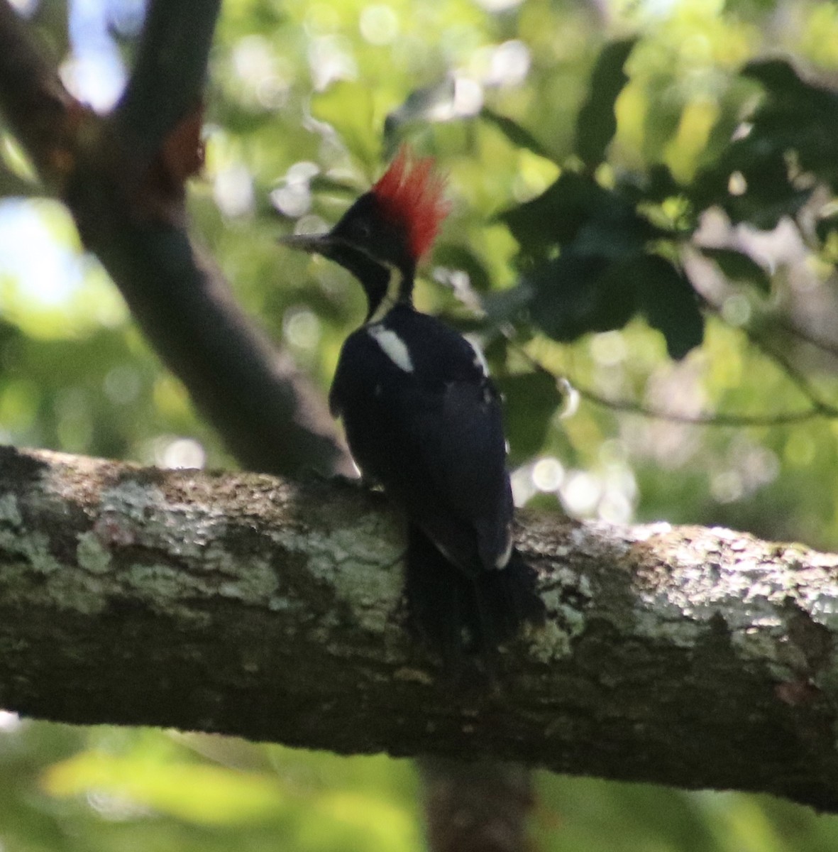 Lineated Woodpecker - ML64667411