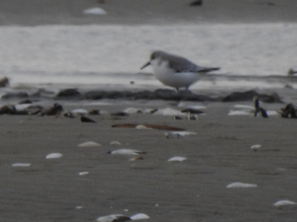 Sanderling - ML646674110