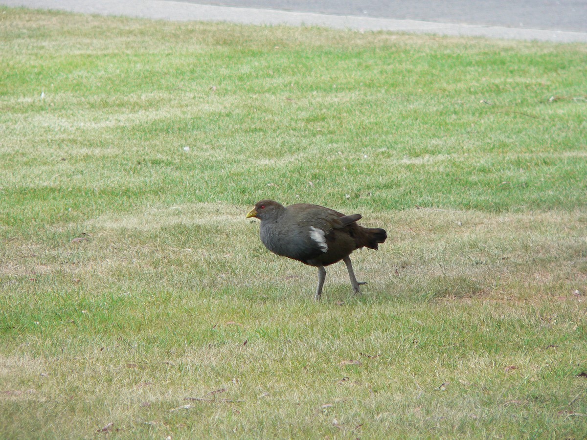 Тасманийская камышница - ML646674111