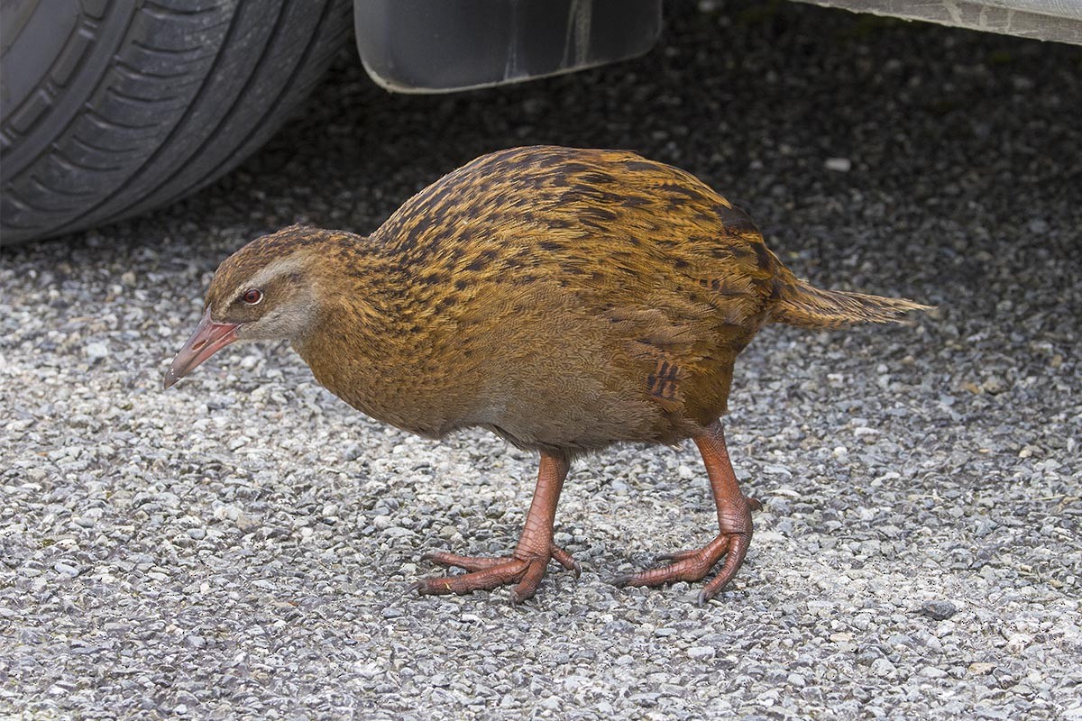 Уэка - ML646674112