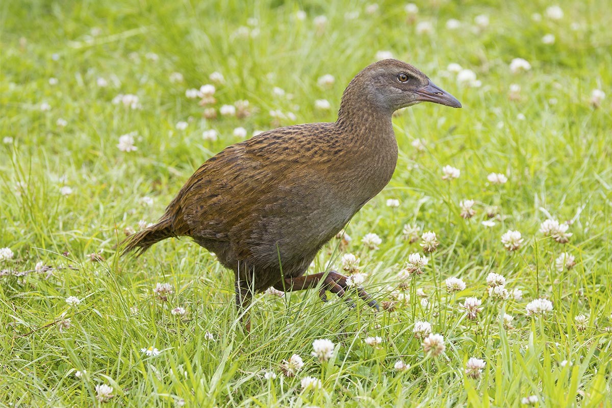 Уэка - ML646674113