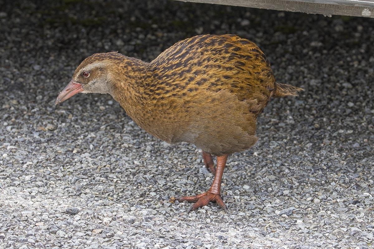 Уэка - ML646674114