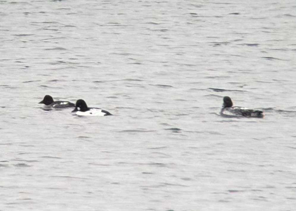 Common Goldeneye - ML646674116