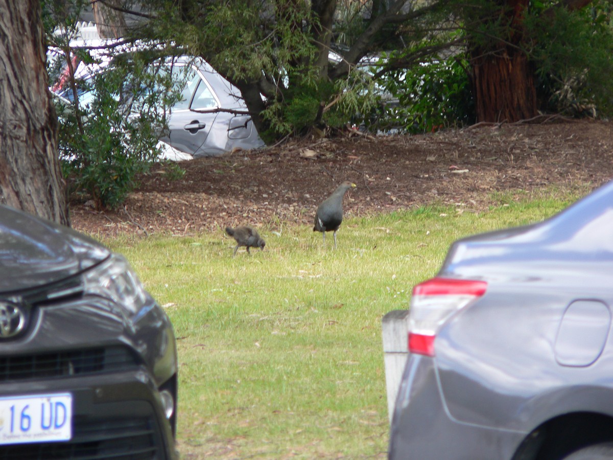 Тасманийская камышница - ML646674118