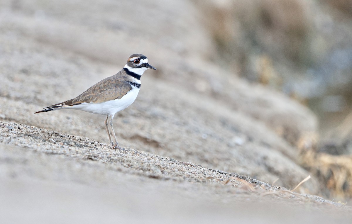Killdeer - ML646674123
