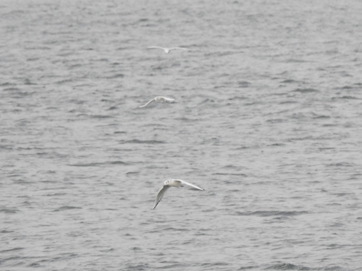 Bonaparte's Gull - ML646674130
