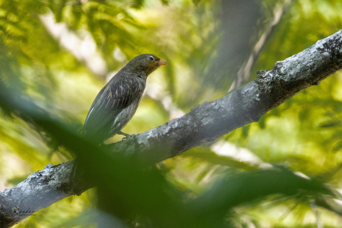 Yellow-rumped Honeyguide - ML646674131