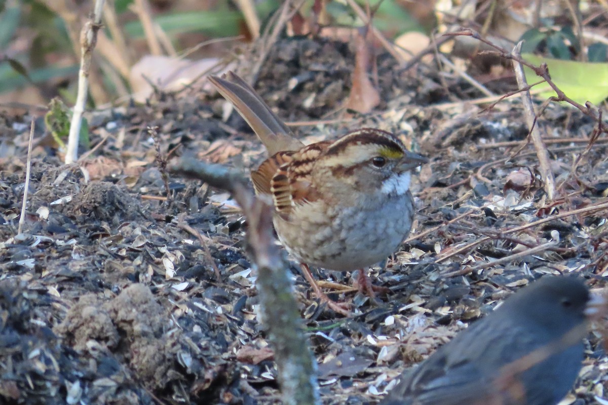 White-throated Sparrow - ML646674132