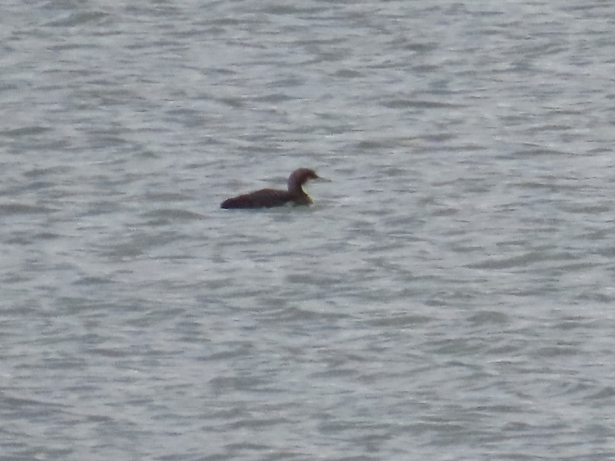 Pacific Loon - ML646674133