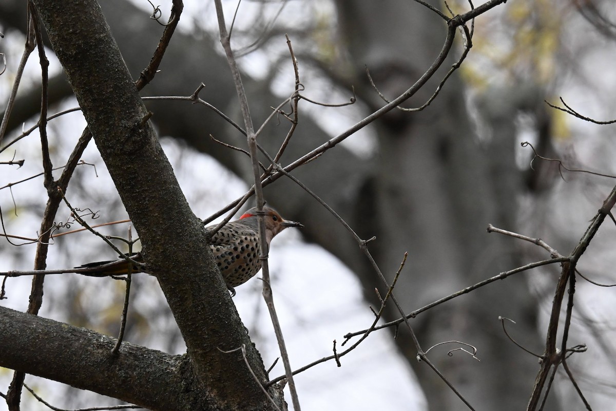 Northern Flicker - ML646674134