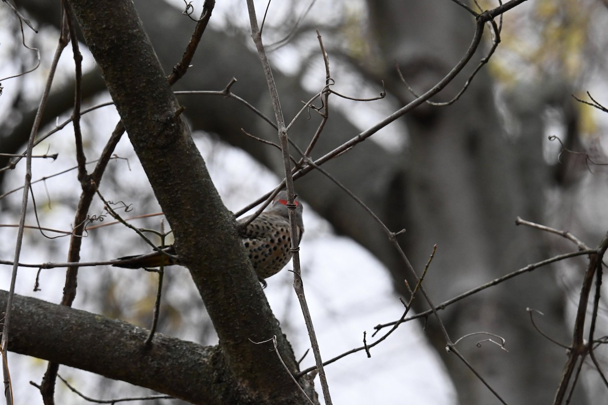 Northern Flicker - ML646674135