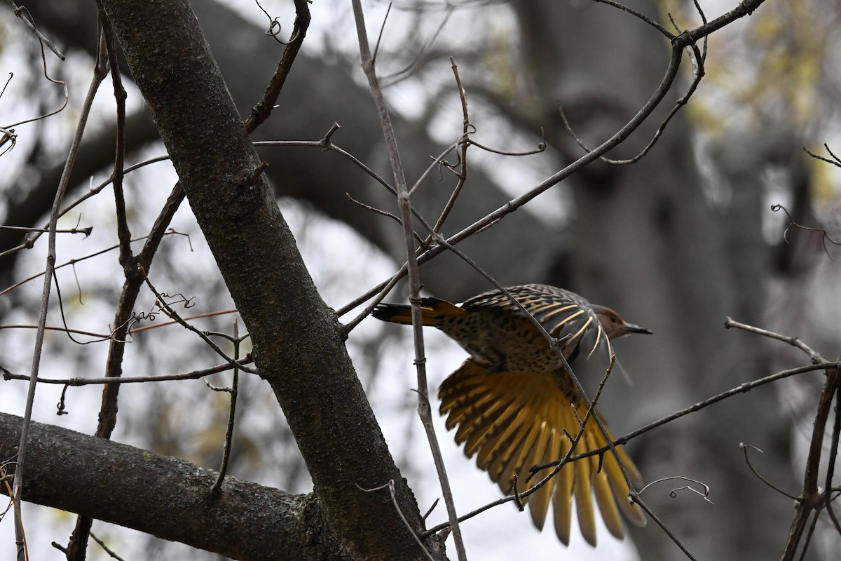 Northern Flicker - ML646674136
