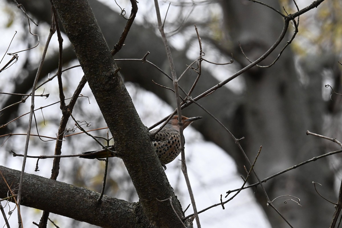 Northern Flicker - ML646674137