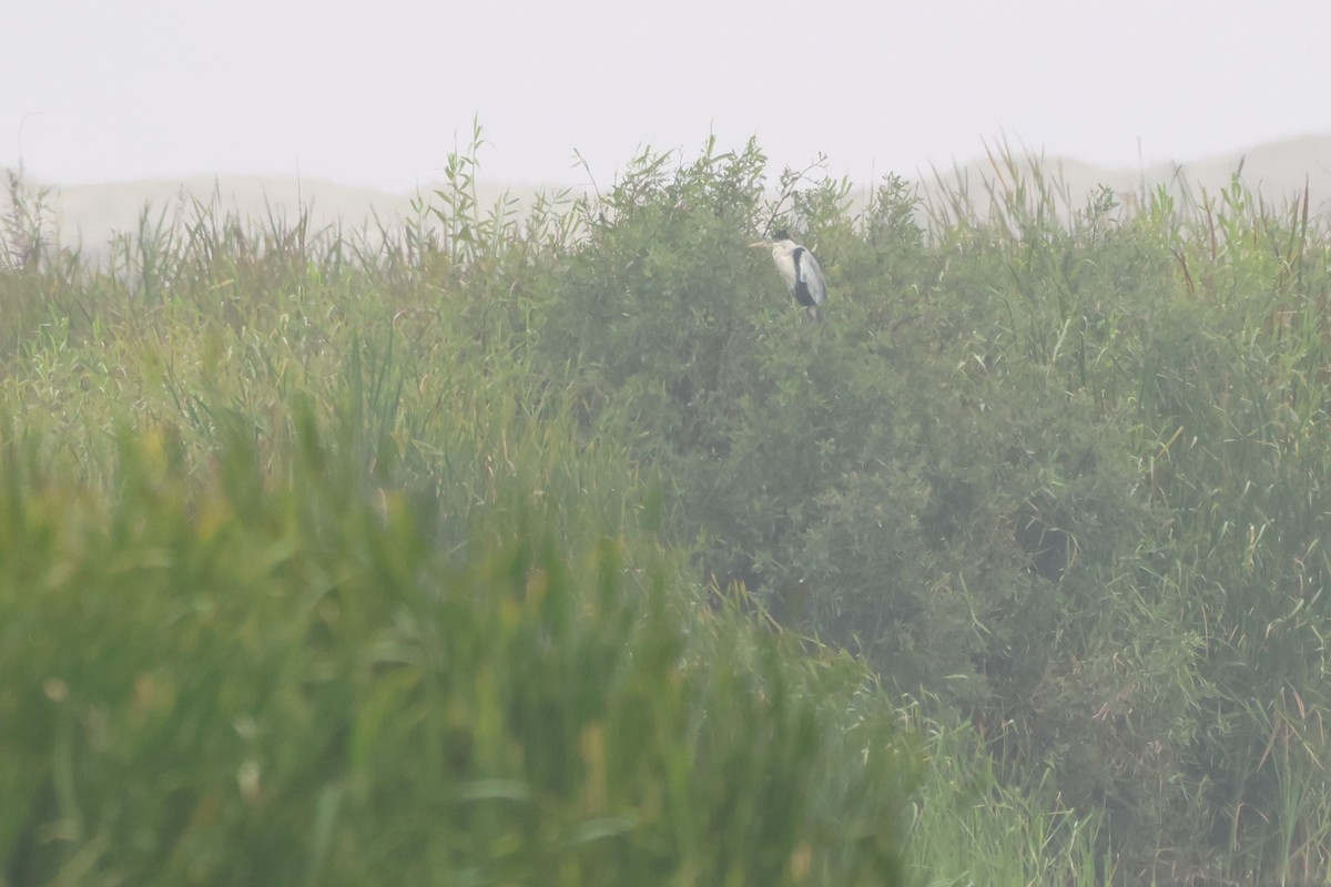 Чапля-кокої - ML646674139