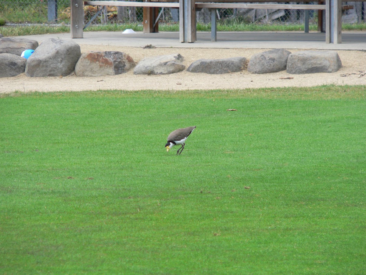 čejka australská (ssp. novaehollandiae) - ML646674142