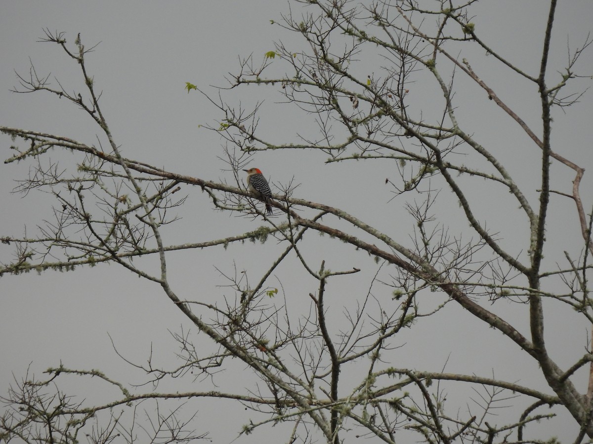 Red-bellied Woodpecker - ML646674145