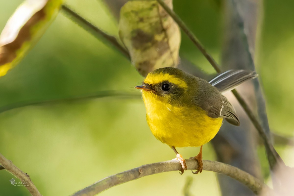 Yellow-bellied Fairy-Fantail - ML646674147