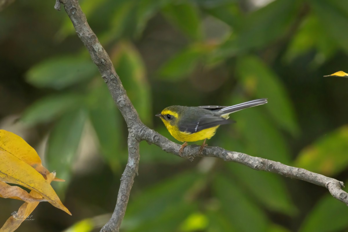 Yellow-bellied Fairy-Fantail - ML646674148