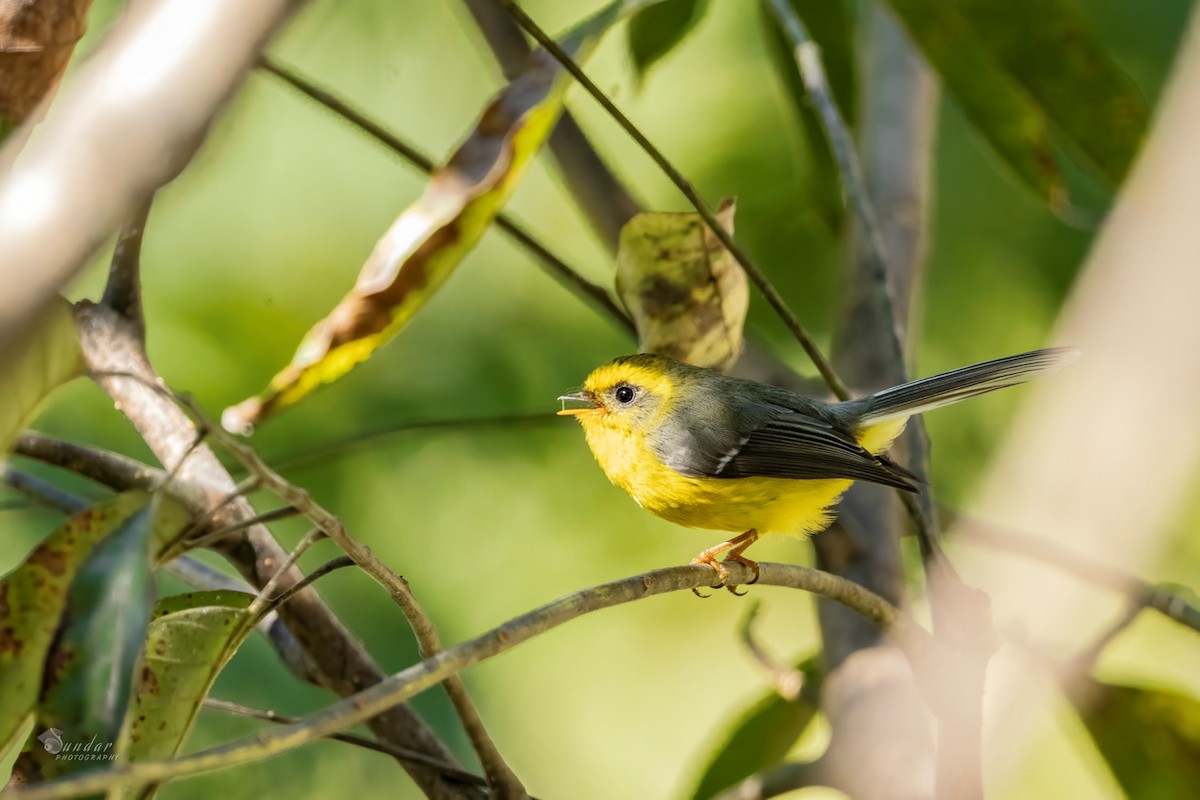 Yellow-bellied Fairy-Fantail - ML646674149