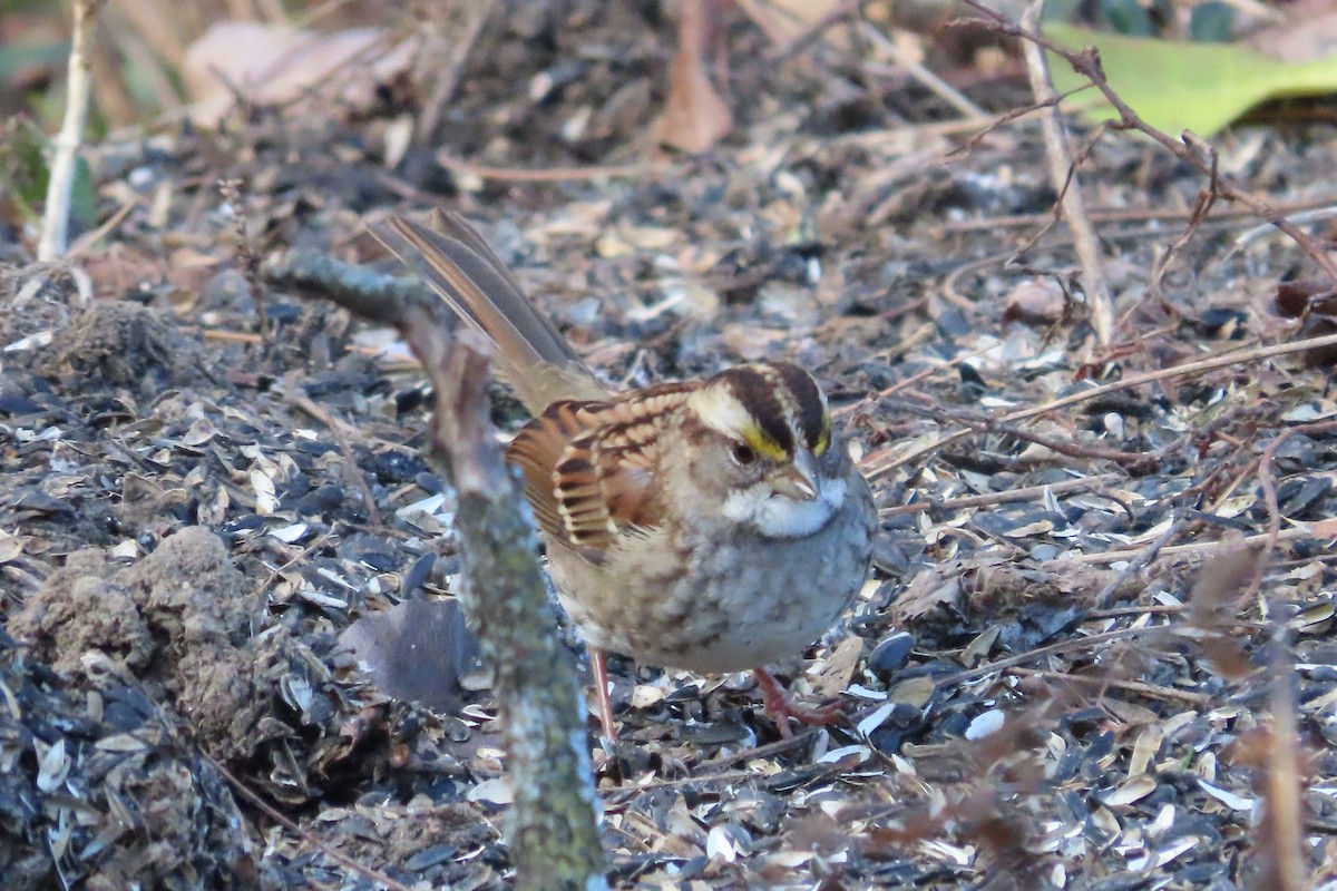 White-throated Sparrow - ML646674150