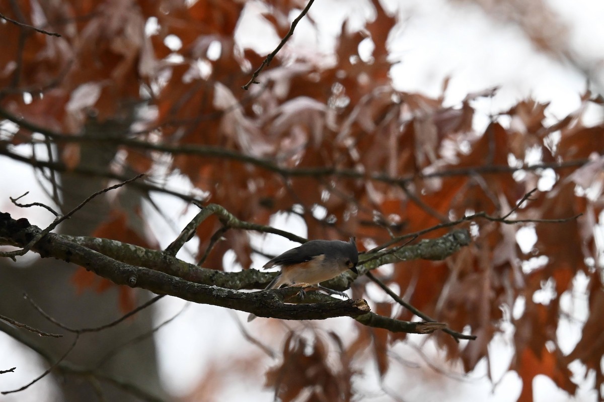 Tufted Titmouse - ML646674154