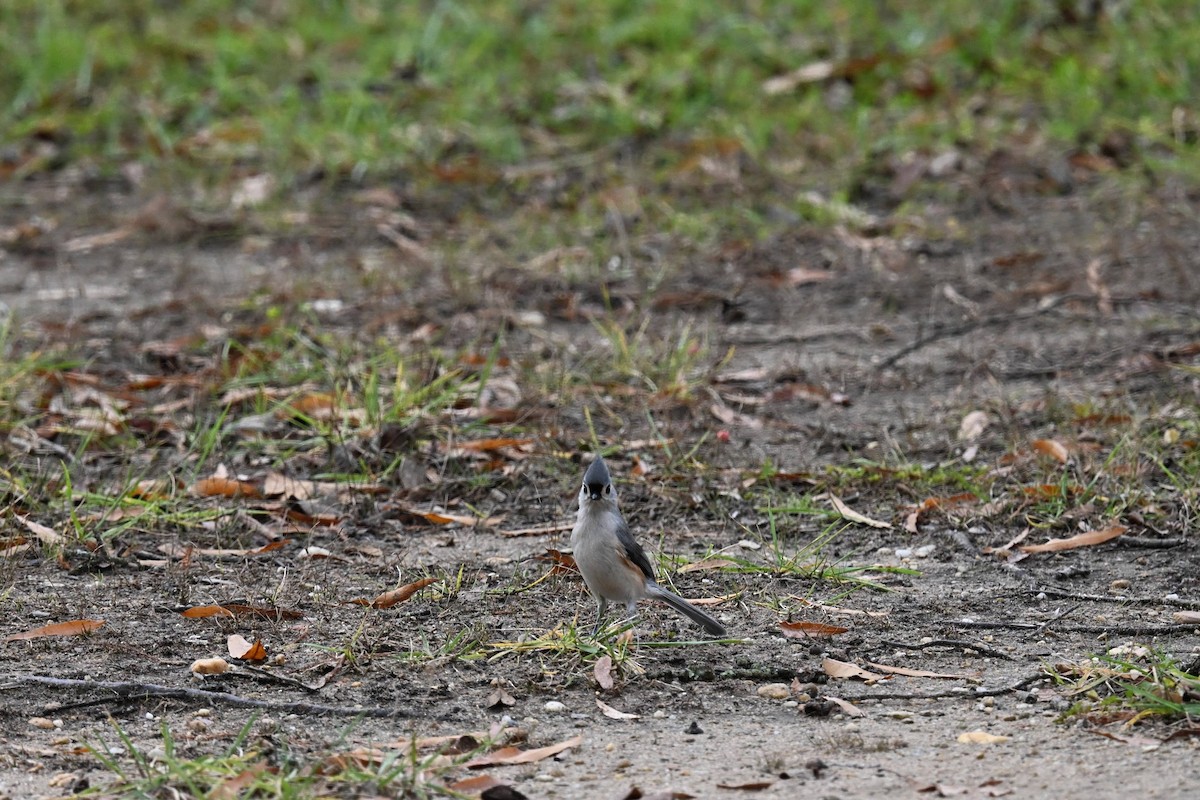 Tufted Titmouse - ML646674155
