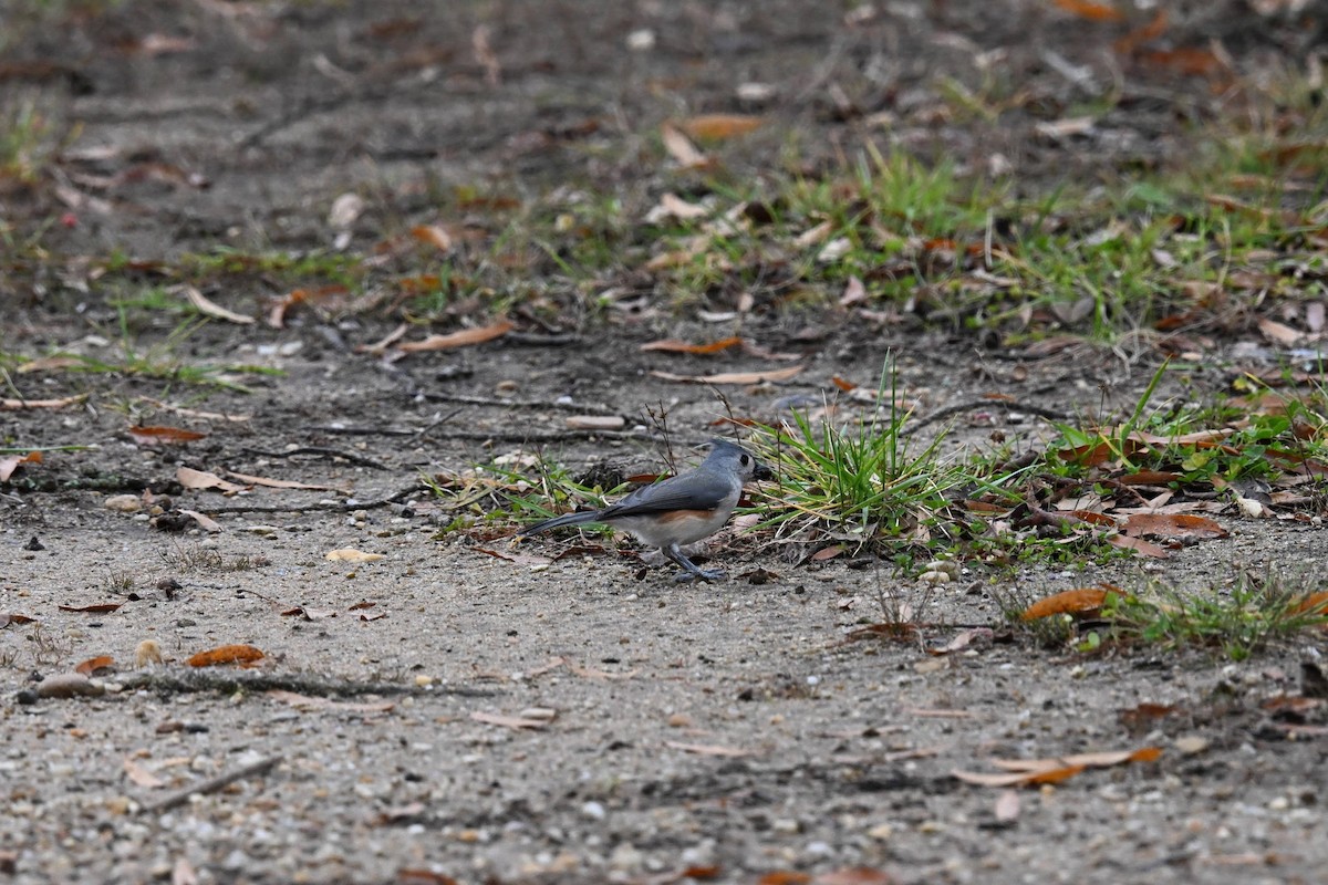 Tufted Titmouse - ML646674156