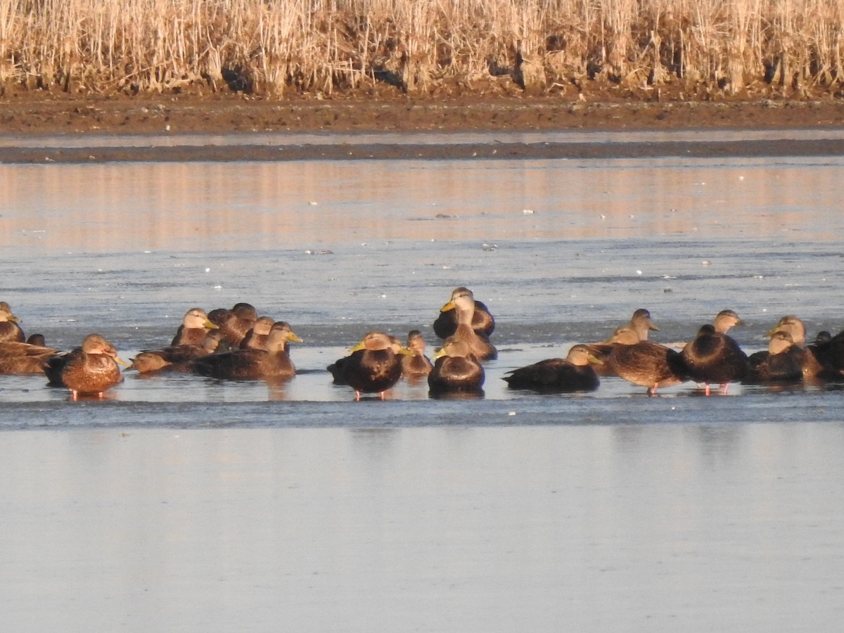 American Black Duck - ML646674162