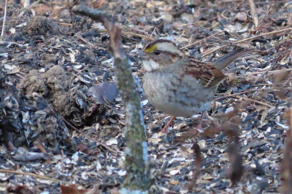 White-throated Sparrow - ML646674163