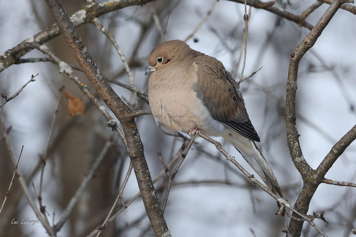 Uzun Kuyruklu Kumru - ML646674164
