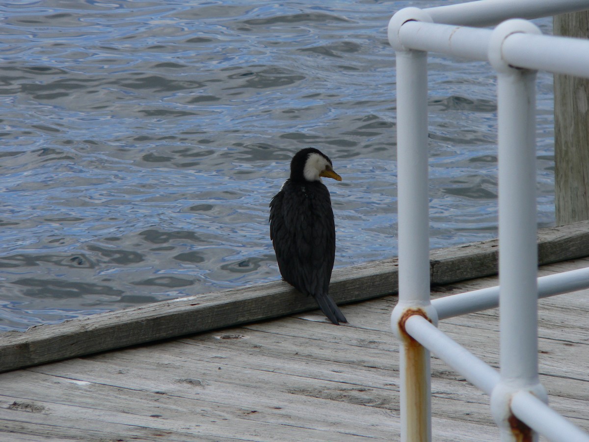 Пёстрый баклан - ML646674165