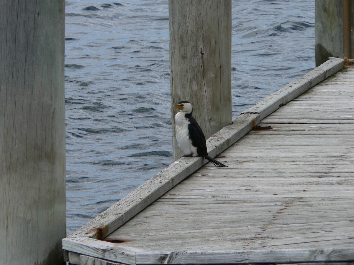 Пёстрый баклан - ML646674166