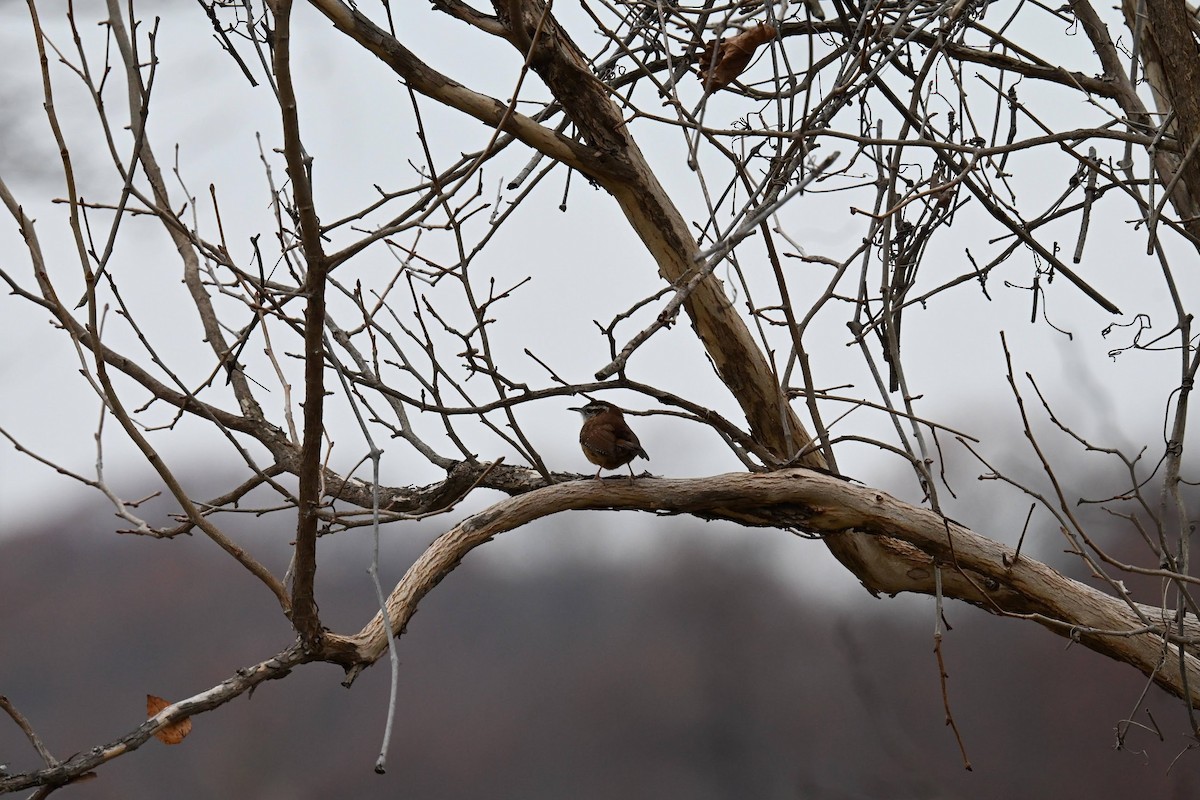 Carolina Wren - ML646674167