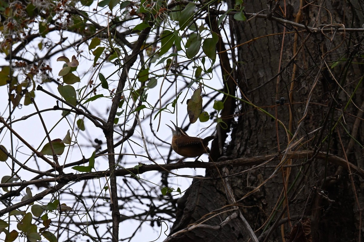 Carolina Wren - ML646674168
