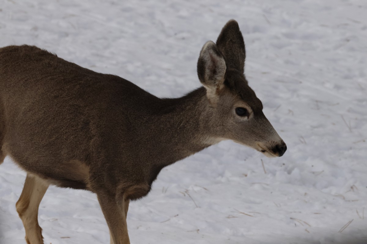 Mule Deer - ML646674169