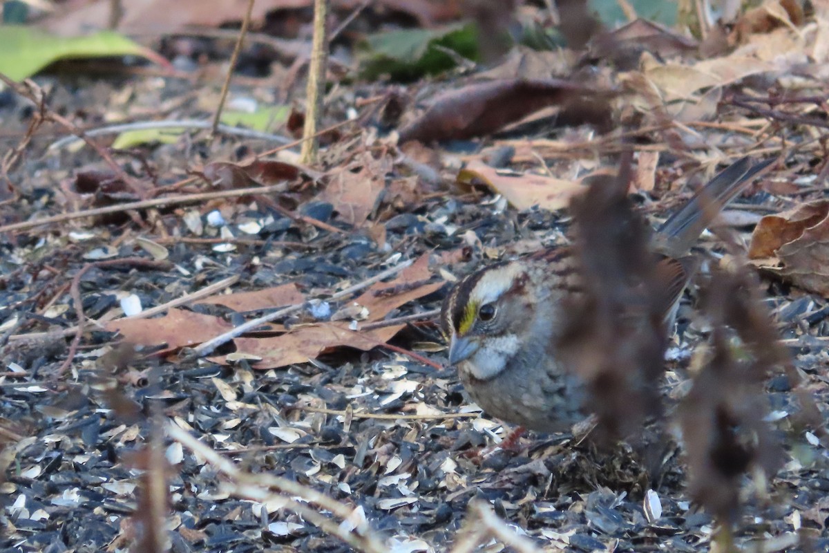 White-throated Sparrow - ML646674170