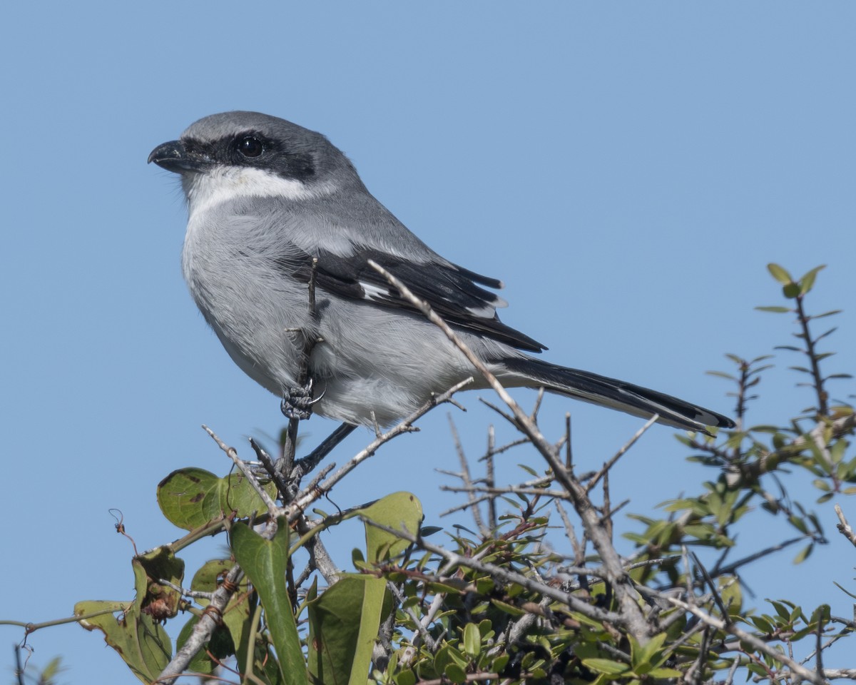 Loggerhead Shrike - ML646674171