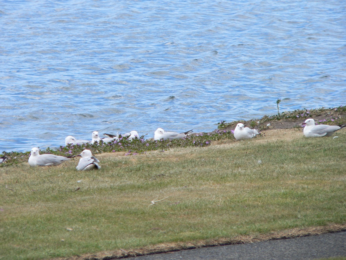 Австралийская чайка - ML646674173