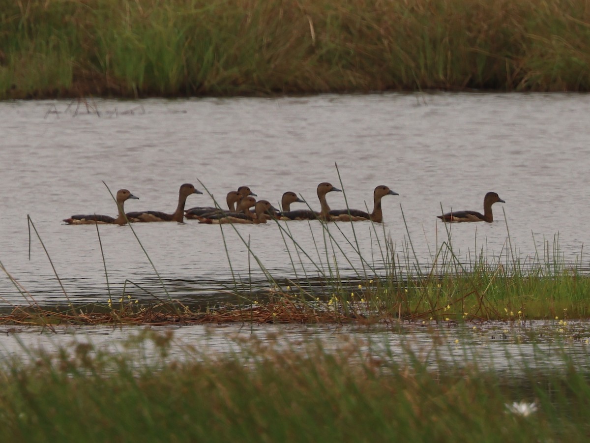 Модны анхир - ML646674174