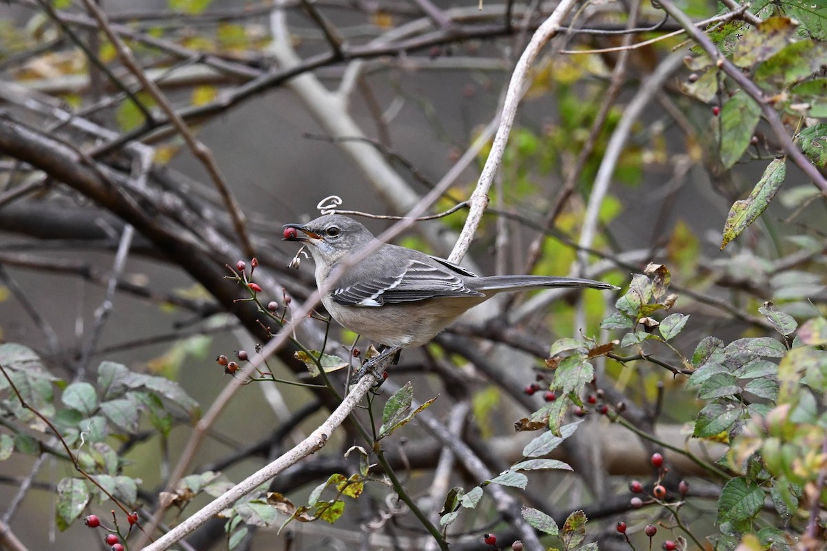 Northern Mockingbird - ML646674176