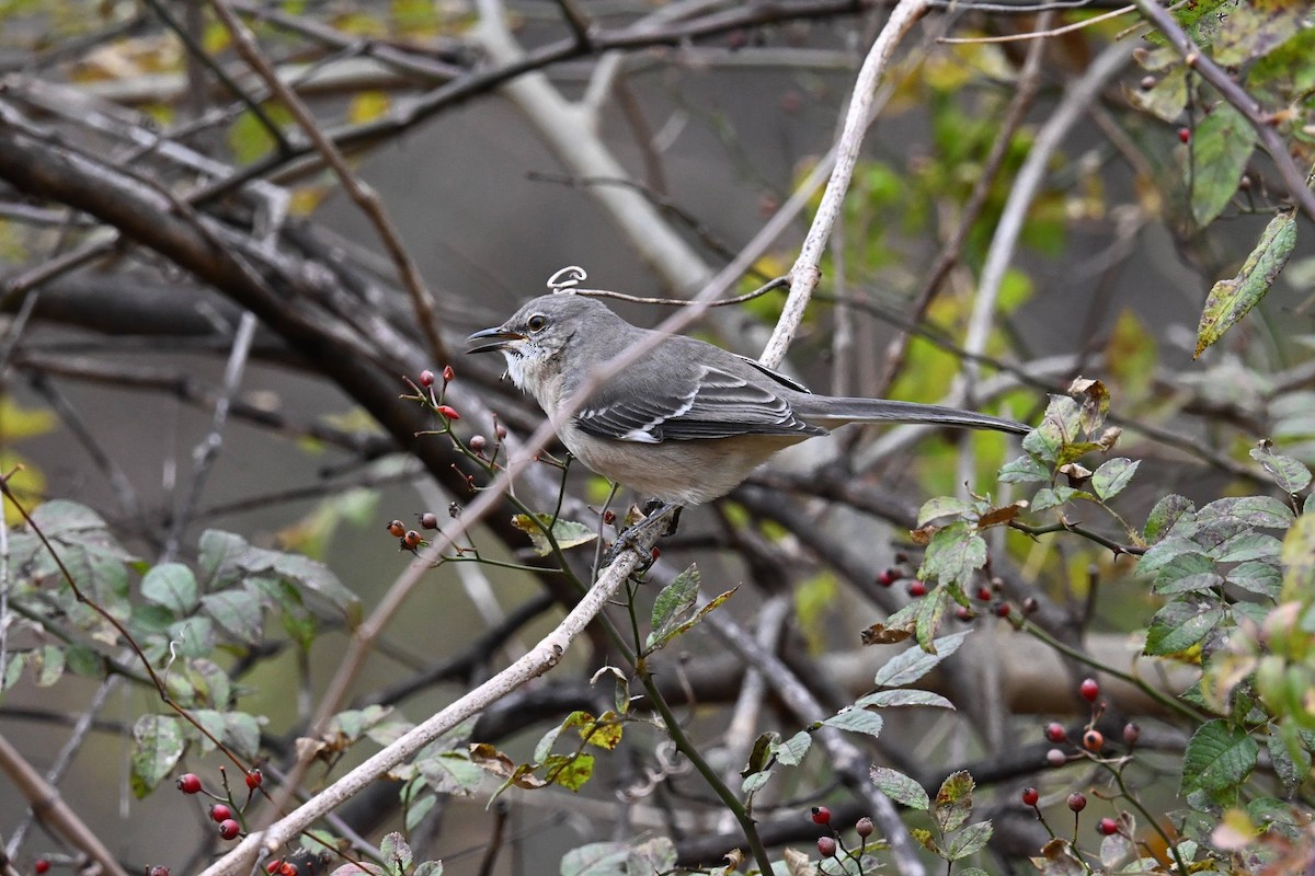 Northern Mockingbird - ML646674177