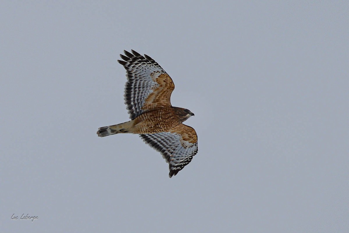 Red-shouldered Hawk - ML646674178
