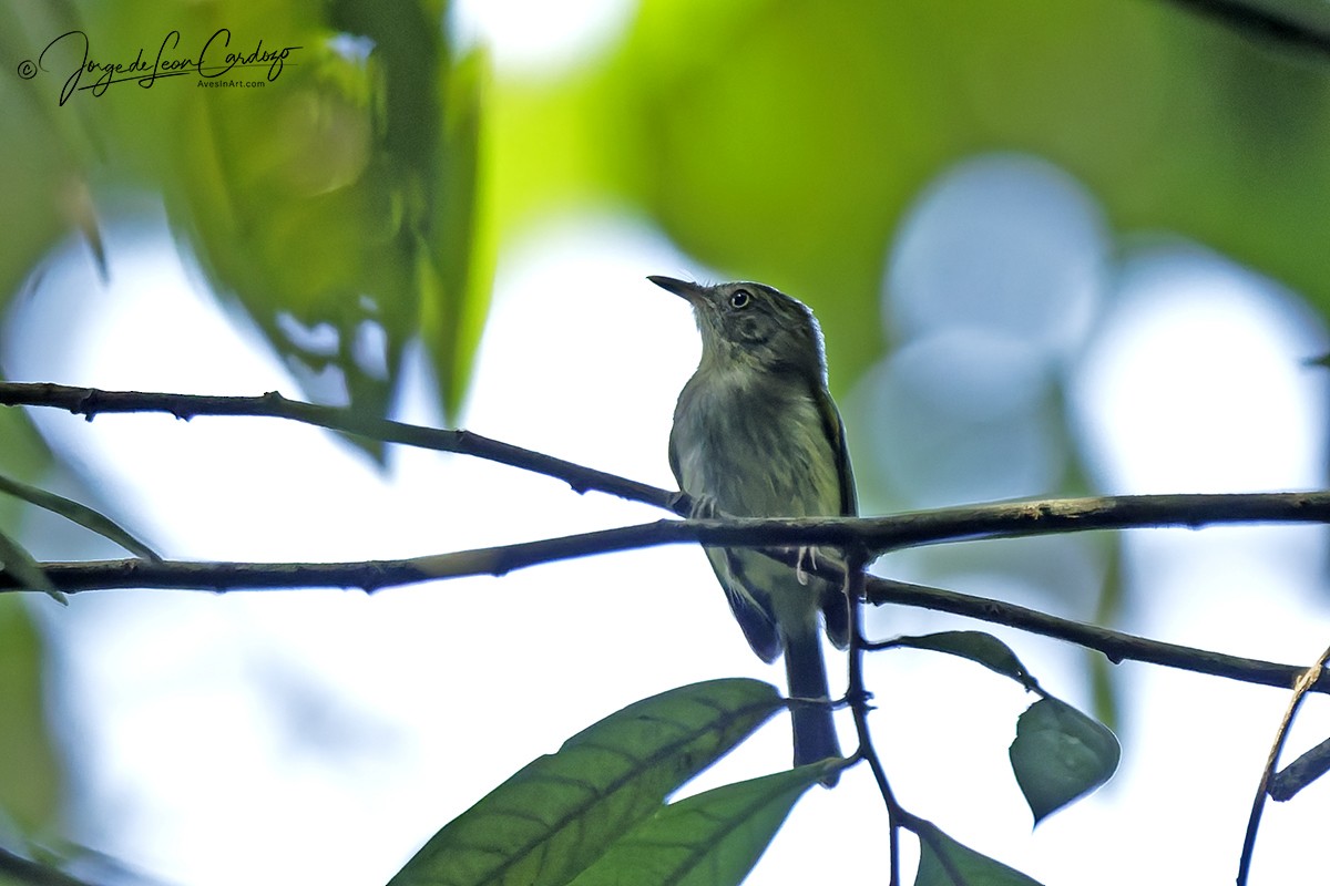 Snethlage's Tody-Tyrant - ML646674181