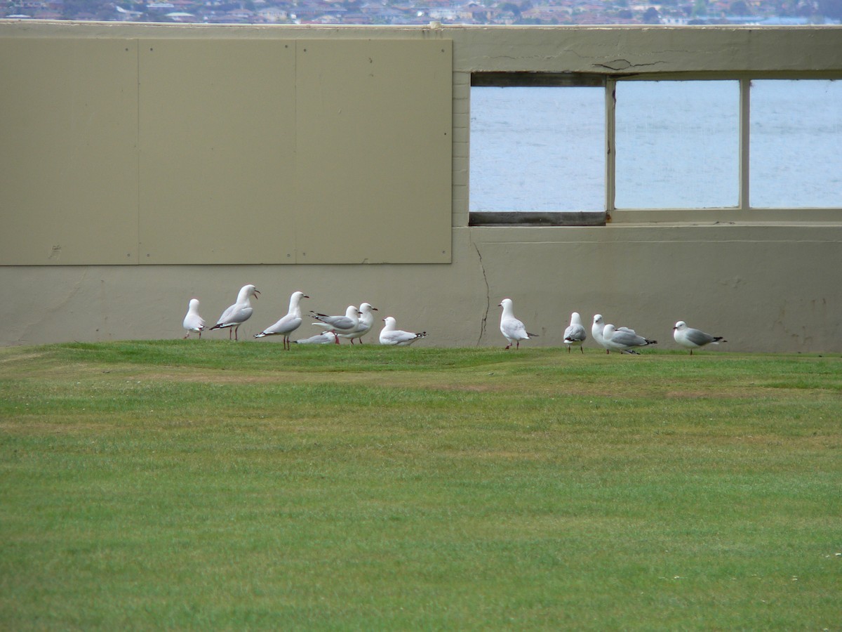 Австралийская чайка - ML646674182