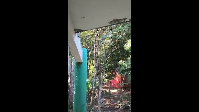 Журавлиный коршун - ML646674185