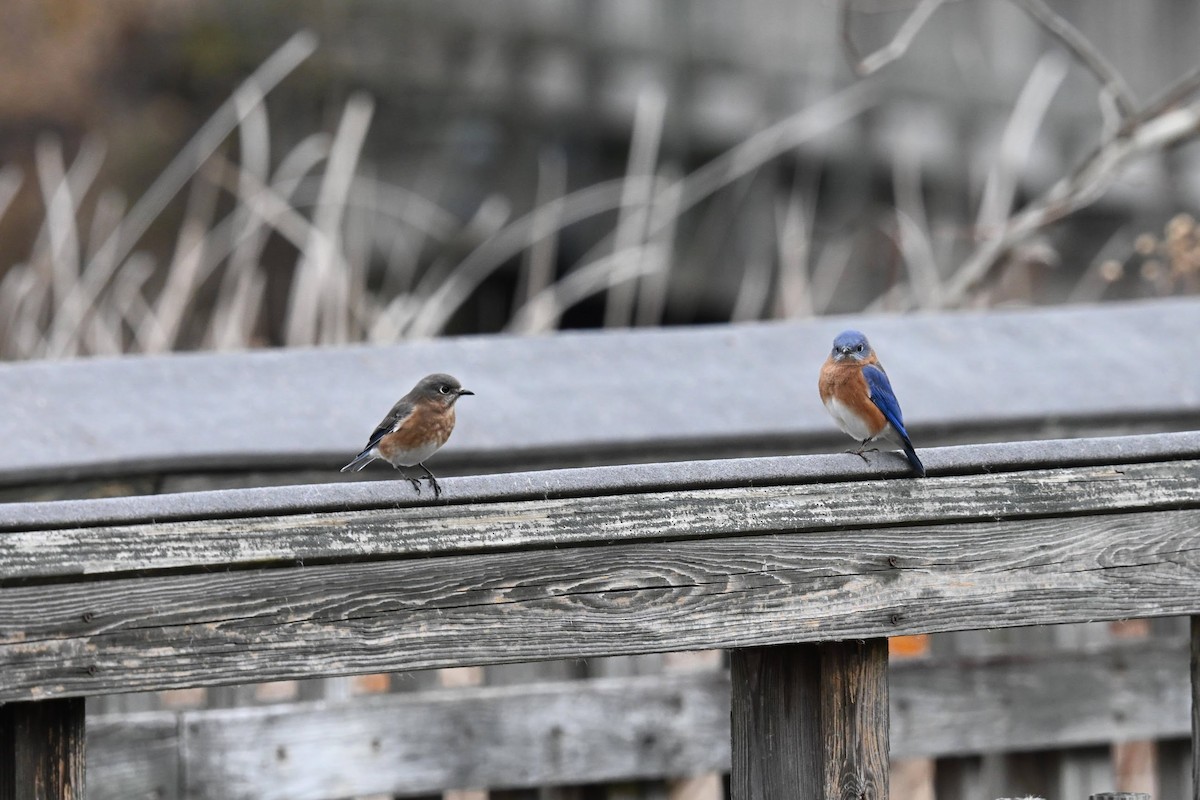 Блакитник східний - ML646674186