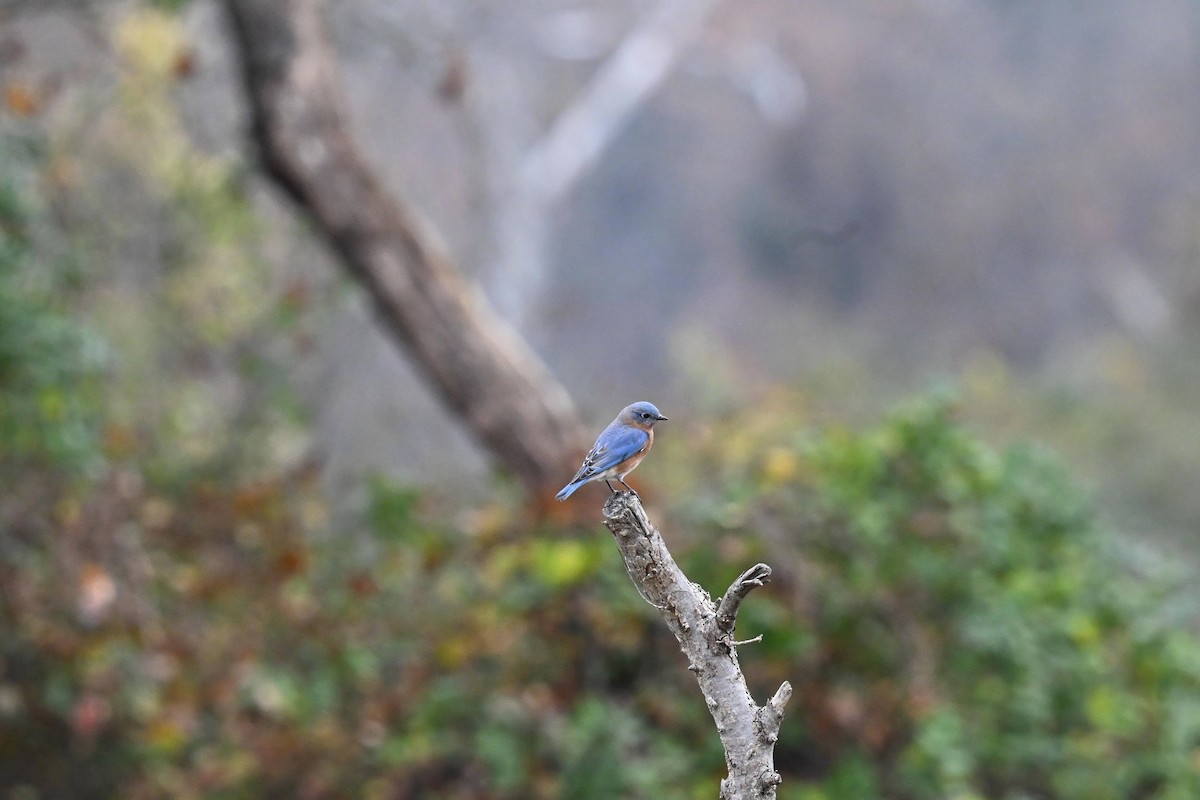 Блакитник східний - ML646674187